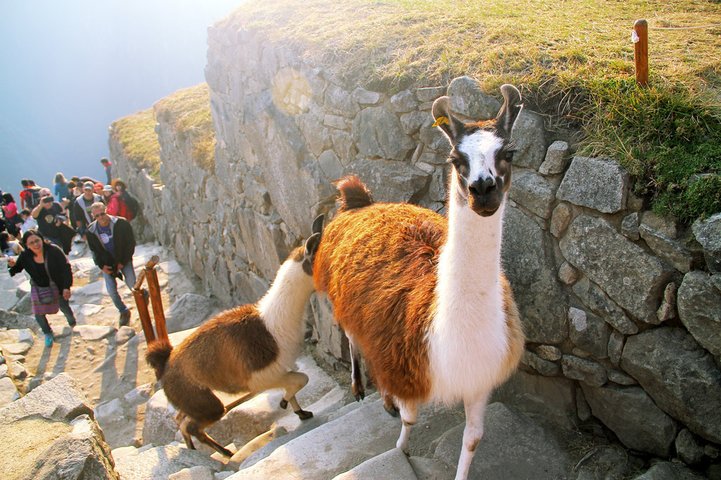 Peru llama