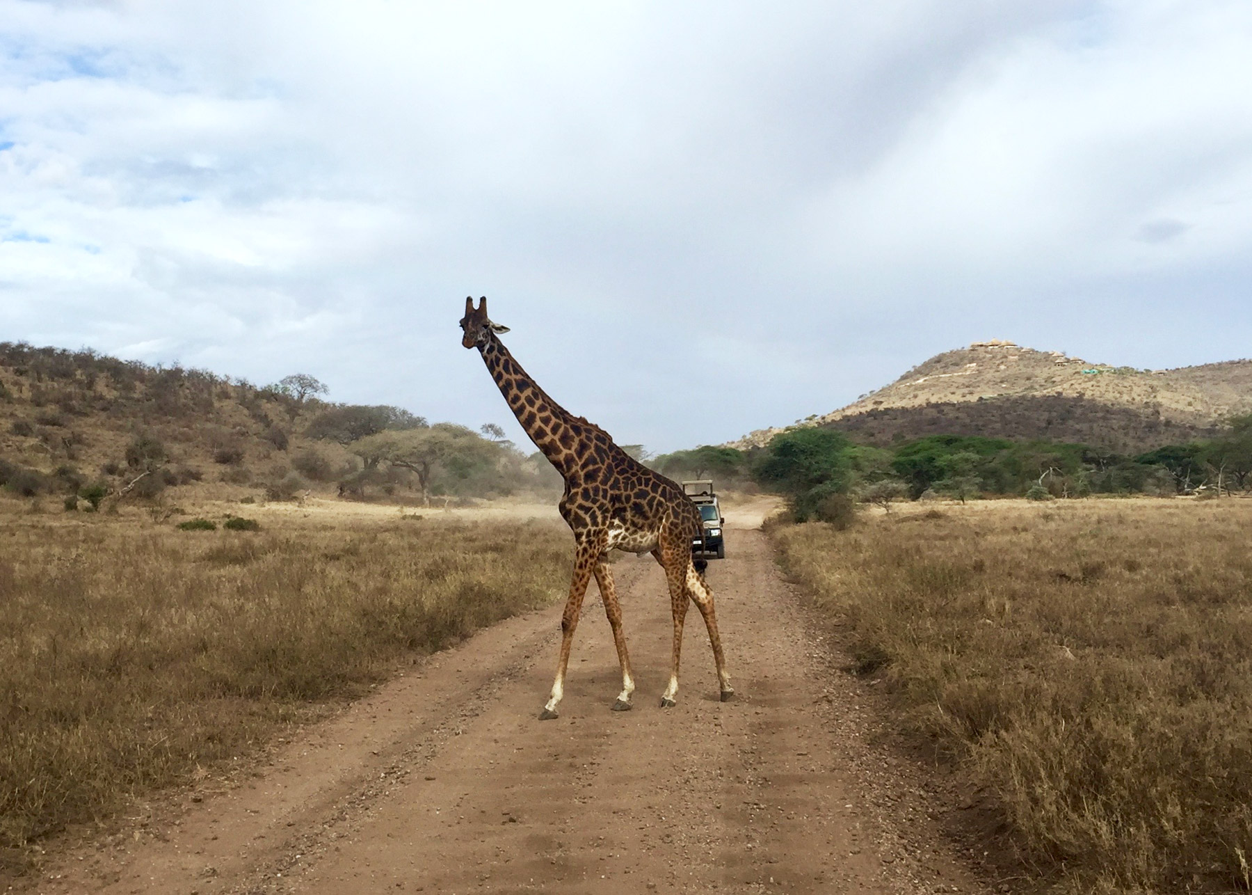 Serengeti giraffe